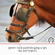 말이 눈가리개를 착용하고 있는 사진